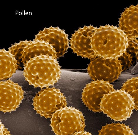 Pollen causes allergies
